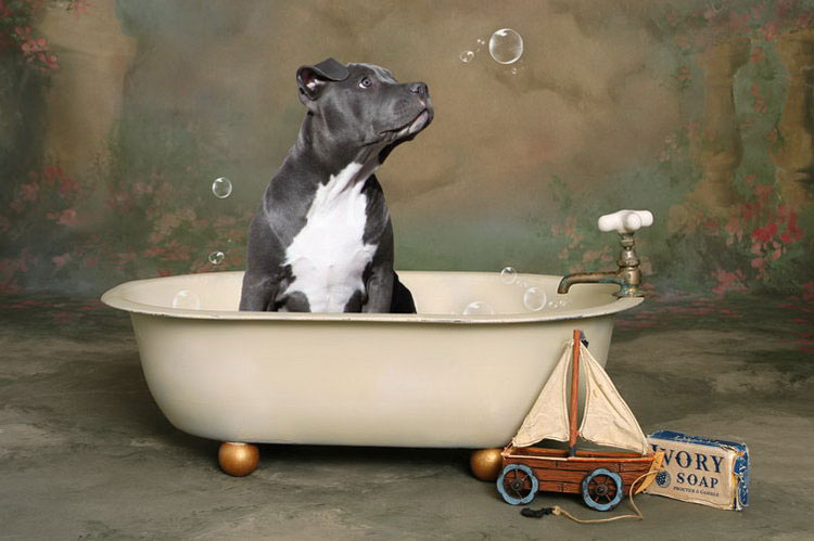 cuidado del pitbull