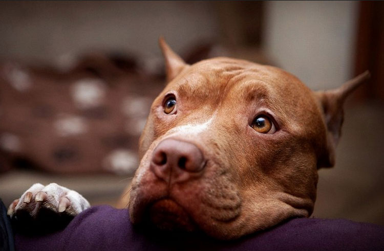 Carácter del pitbull