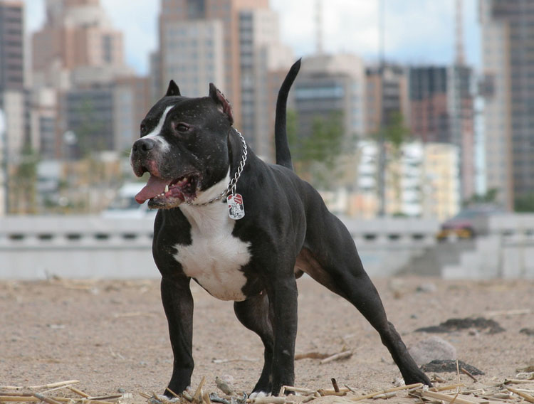raza de perros pitbull