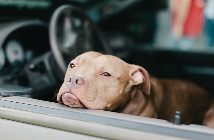 carácter del pitbull