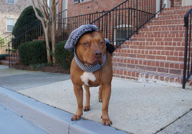 perro pitbull