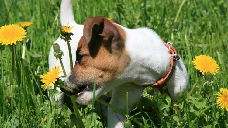El perro come dientes de león