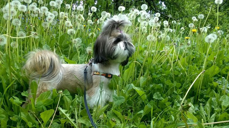Shih Tzu pasea entre dientes de león