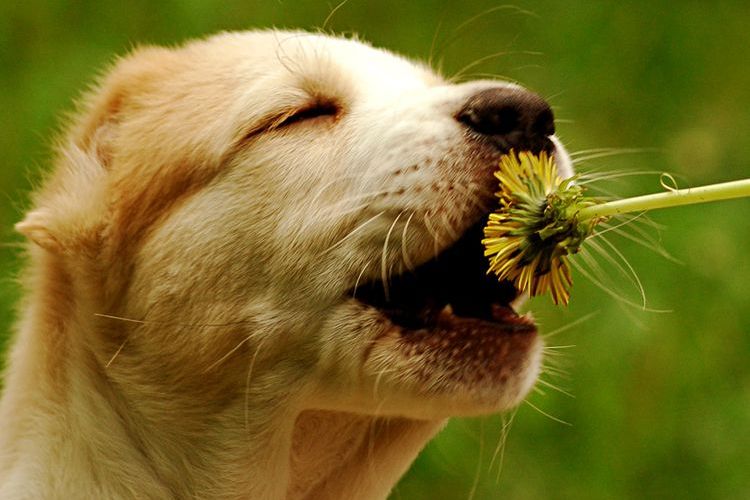Cachorro comiendo diente de león