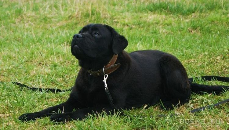 Training beim Hundetrainer