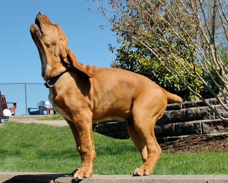 Der Hund heult