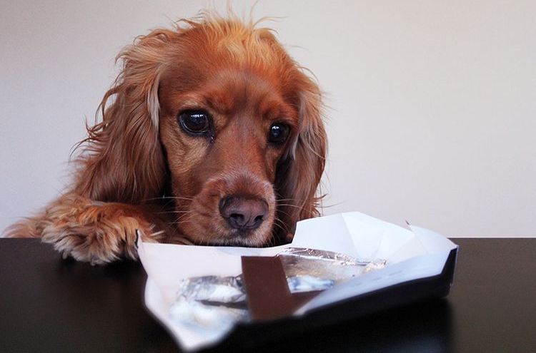 Perro comiendo chocolate