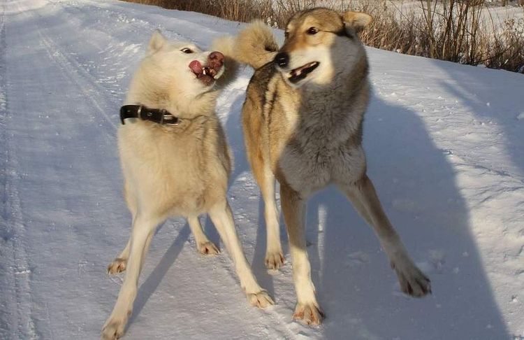 Los perros gruñen