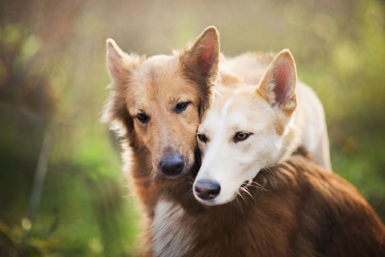 Los perros se abrazan