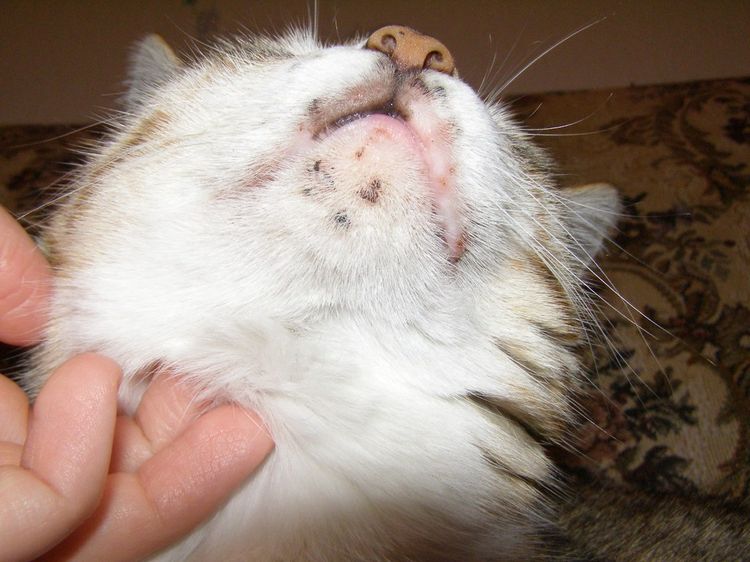 Ácaro subcutáneo en el gato