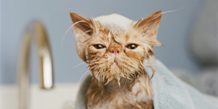 Gato después del baño