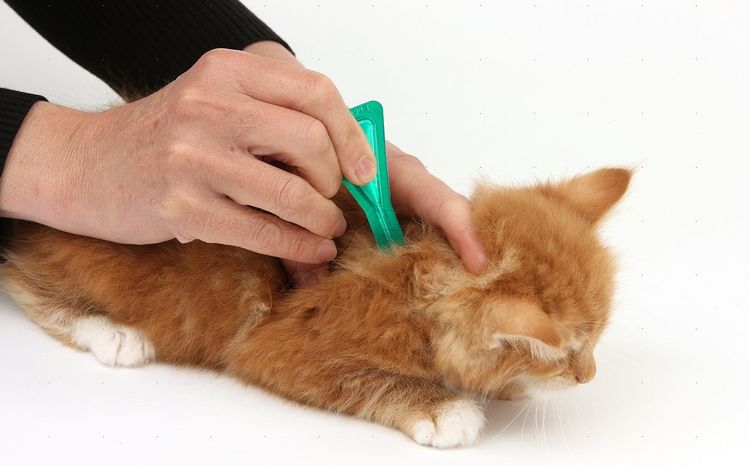 Tratamiento antiparasitario del gato