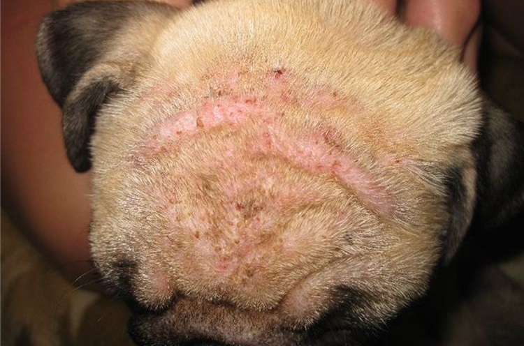 Perro enfermo de demodicosis