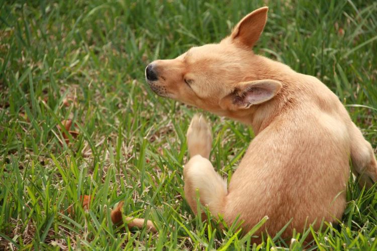 El cachorro se rasca la oreja