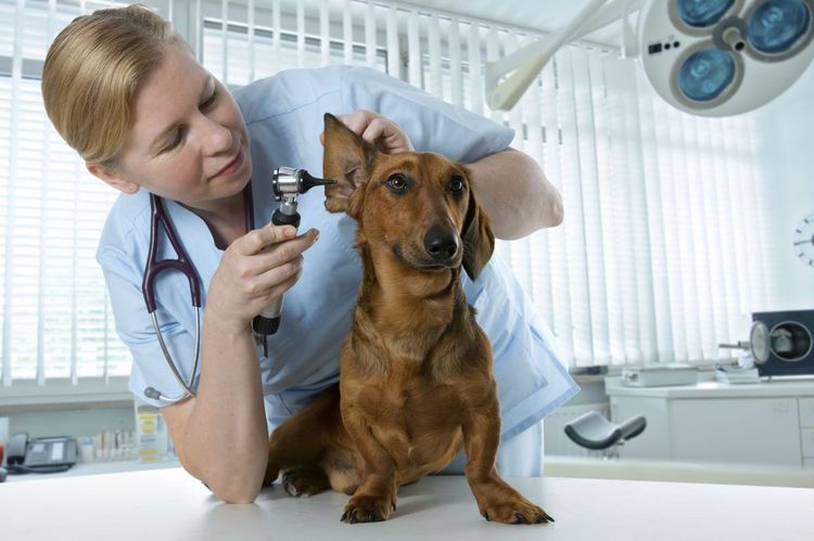 El veterinario examina al perro