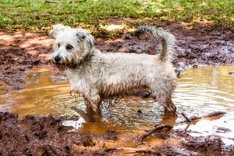 Perro bañándose en un charco