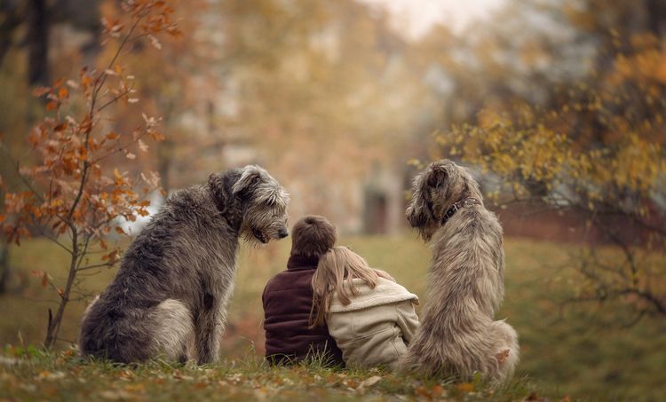 Paseo en el parque con perros
