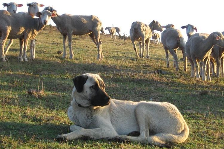 Perro en el pastizal