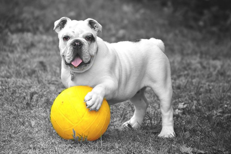 Perro con una pelota amarilla