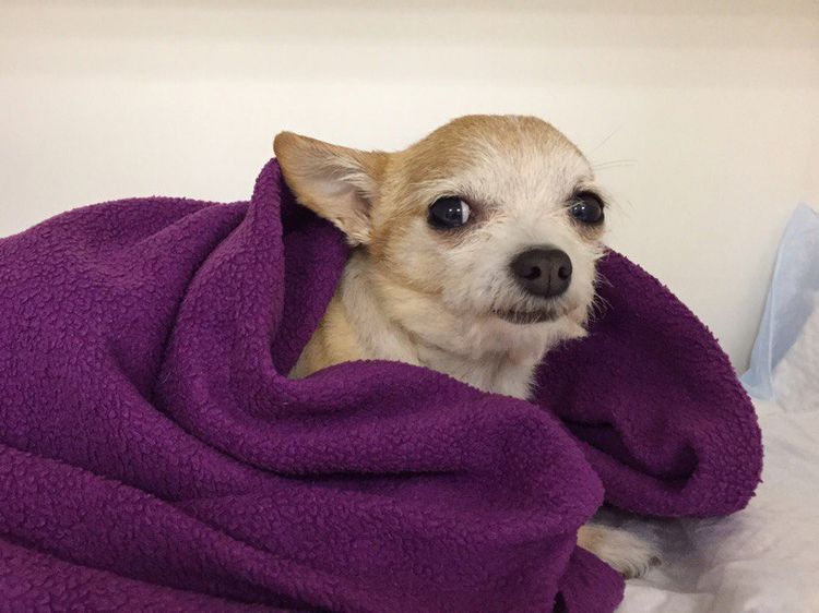 Perro bajo una manta