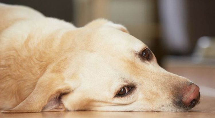 Perro triste