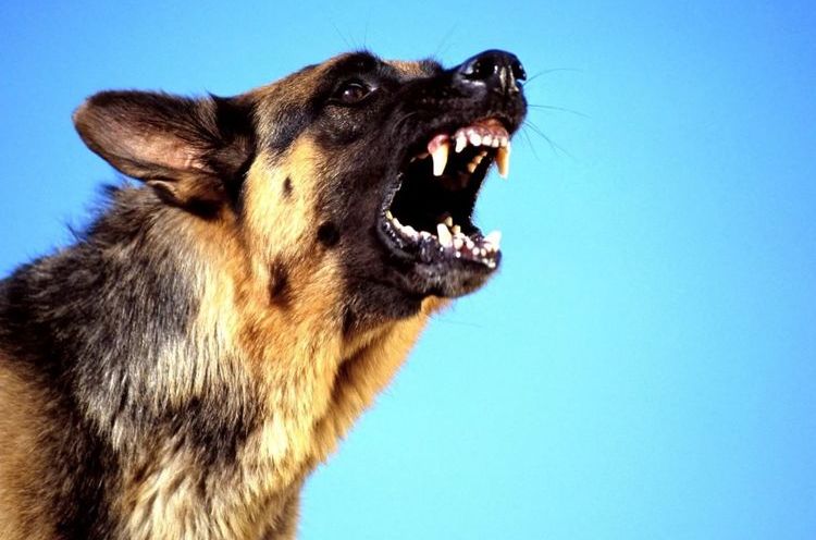 El perro ladra