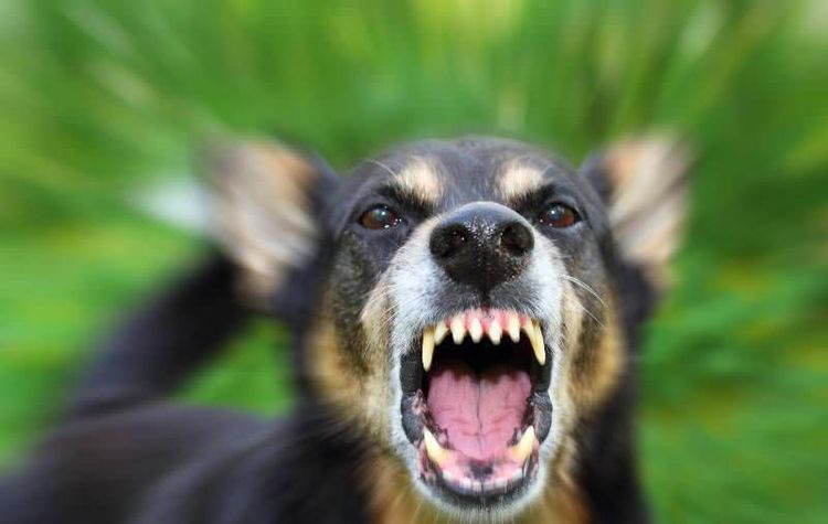Rabia en perros