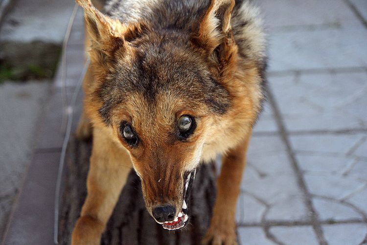 Rabia en perros