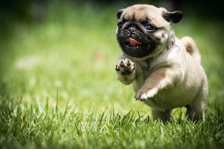 Carlino feliz