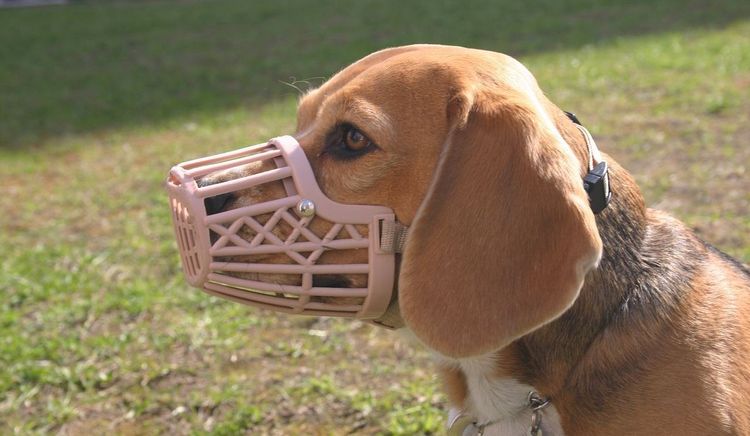 Perro con bozal