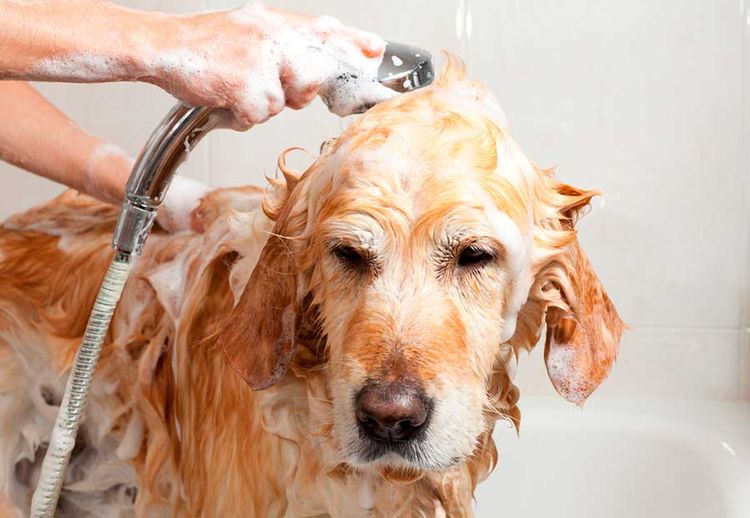 Cómo bañar al perro