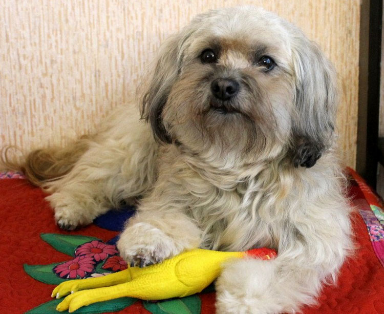 mantenimiento del bichón ruso de color