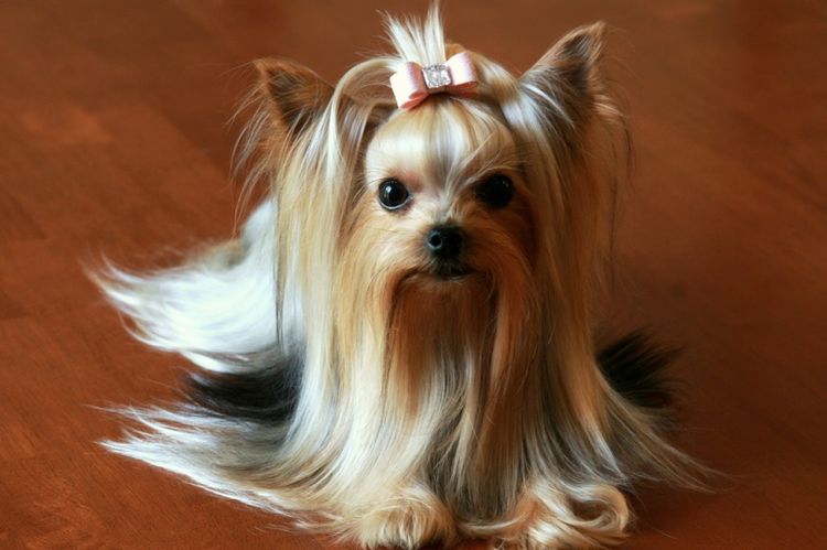 Yorkshire terrier con lazo