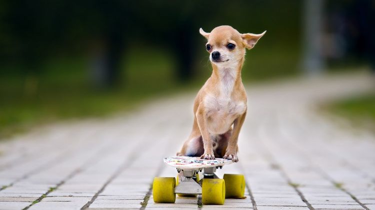 Chihuahua en monopatín