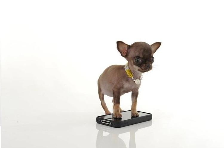 Perrita de pie sobre un teléfono móvil