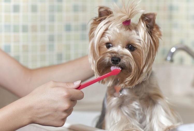 Al Yorkie le limpian los dientes