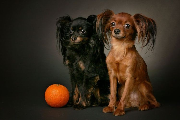 Dos Toy Terriers