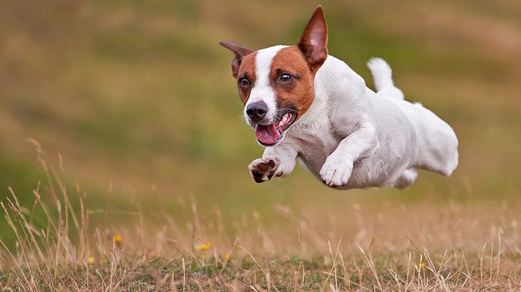 Jack Russell terrier