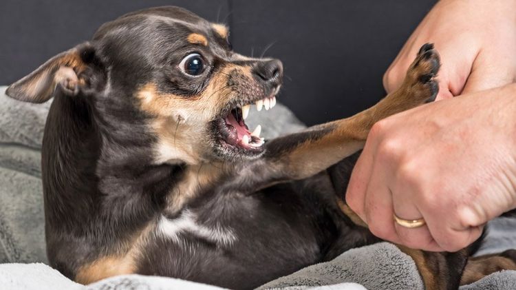 Chihuahua enfadado