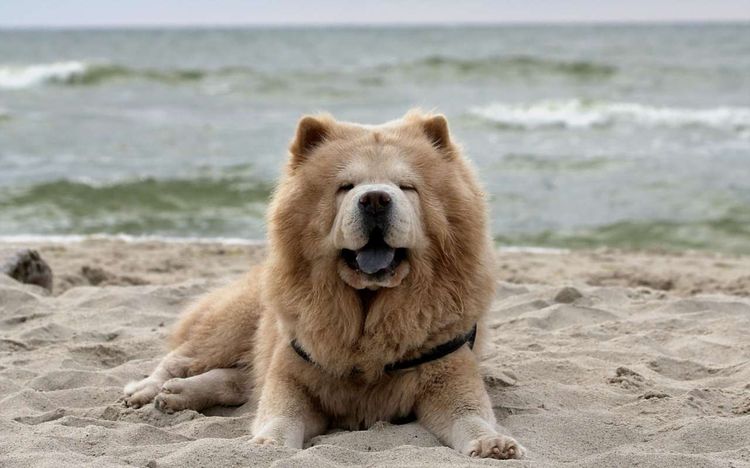 Chow chow