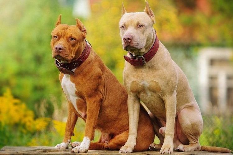 Pitbull terrier