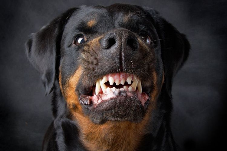 Rottweiler agresivo