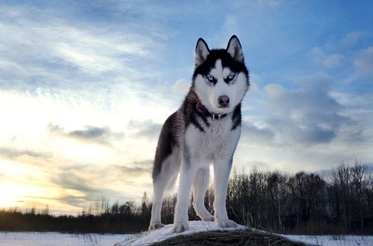 Husky