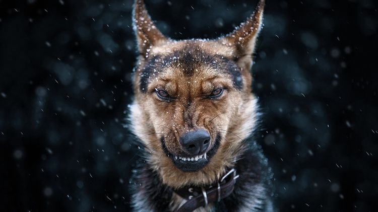 Perro agresivo