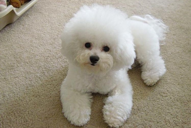 Lion Bichon