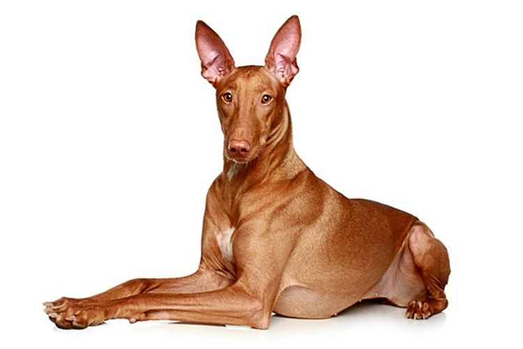 Perro del faraón