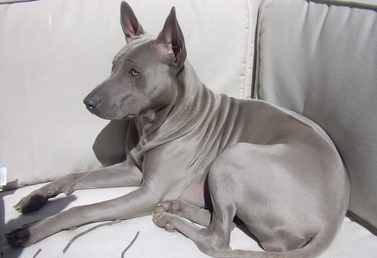 Thai Ridgeback