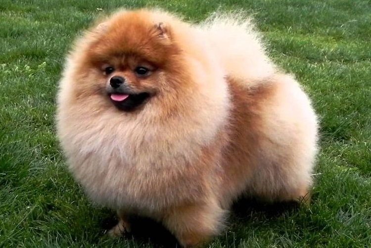 Pomerania
