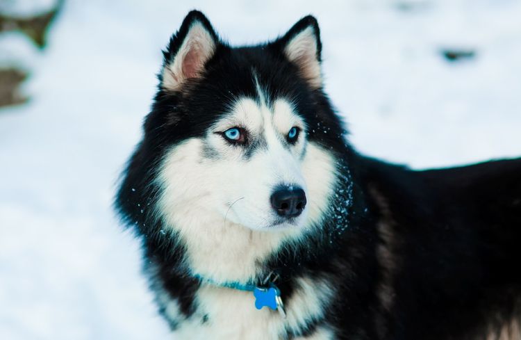 Siberian Husky