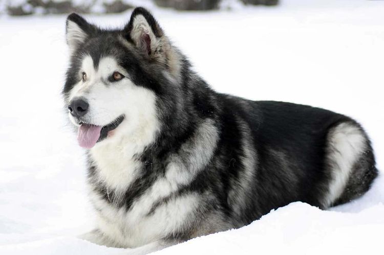 Malamute de Alaska